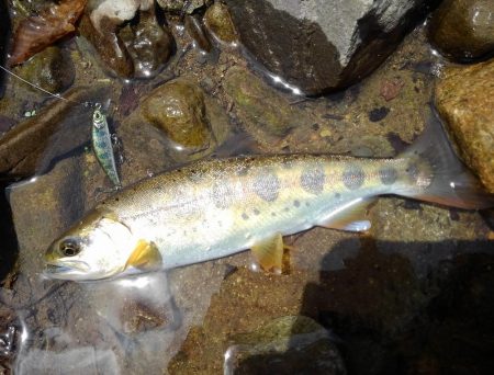 今季３匹目の川サバ ～長良川水系～